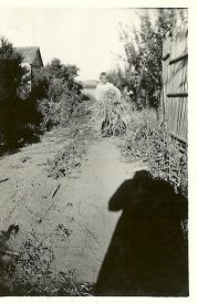 Boys In The Fruit Orchard Image